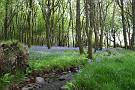Bluebells