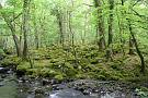 Mossy boulders