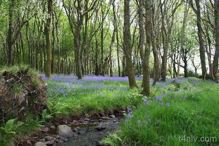 Bluebells