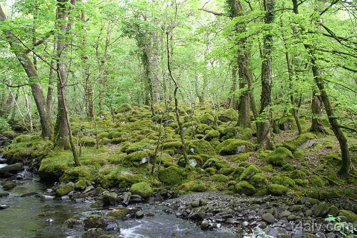 Mossy boulders