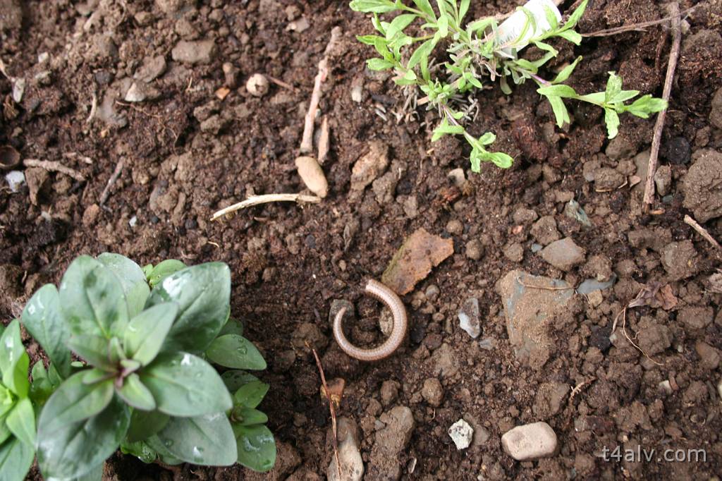 IMG_5288.JPG - A Slow Worm has just dropped its tail - cats I'm afraid!
